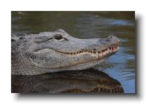 crocodilians 0021